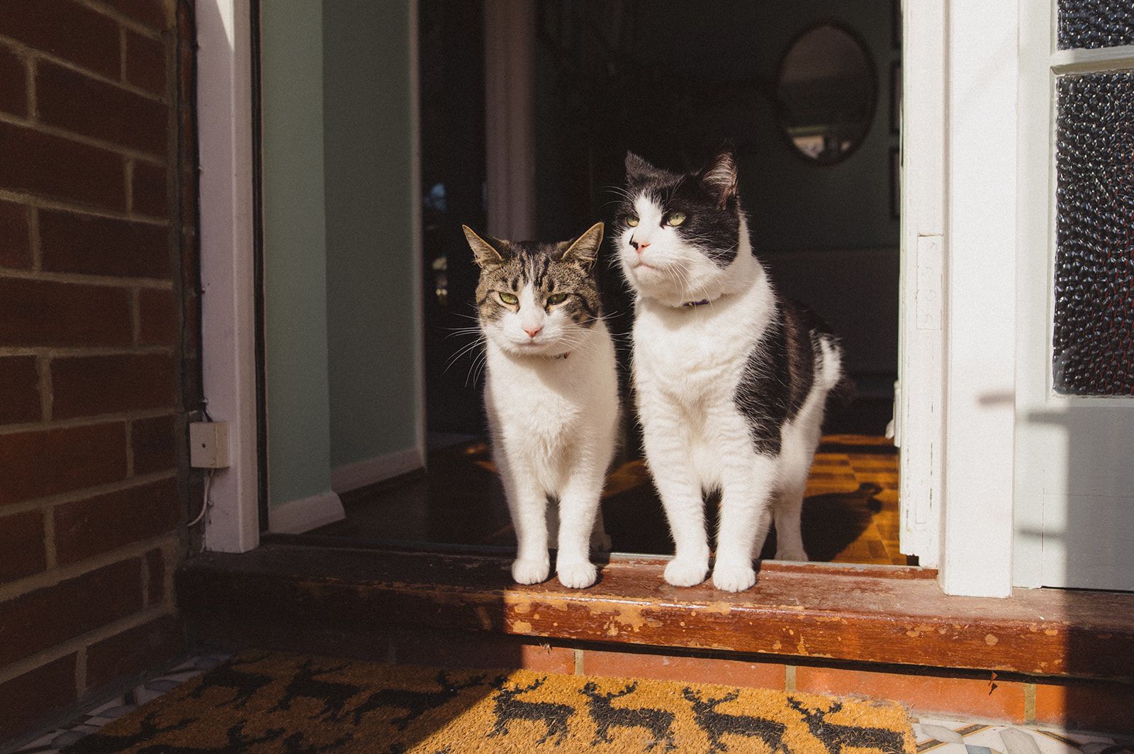 Atlas and Misu, taken during early 2020 lockdown